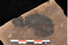 Foto (Detailsansicht) von Quercus palaeoilex Ettingshausen (NHMW-GEO-2024-0188-0935)
